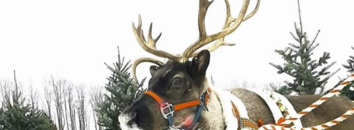 Vermont Reindeer Visit