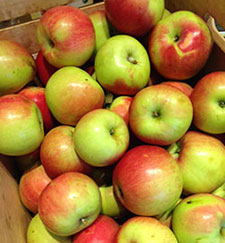 Vermont apple harvest